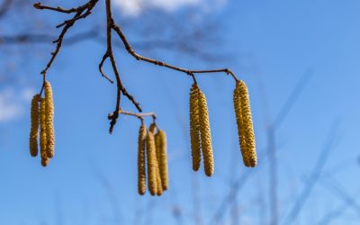 Siitepölykausi alkoi ennätyksellisen aikaisin